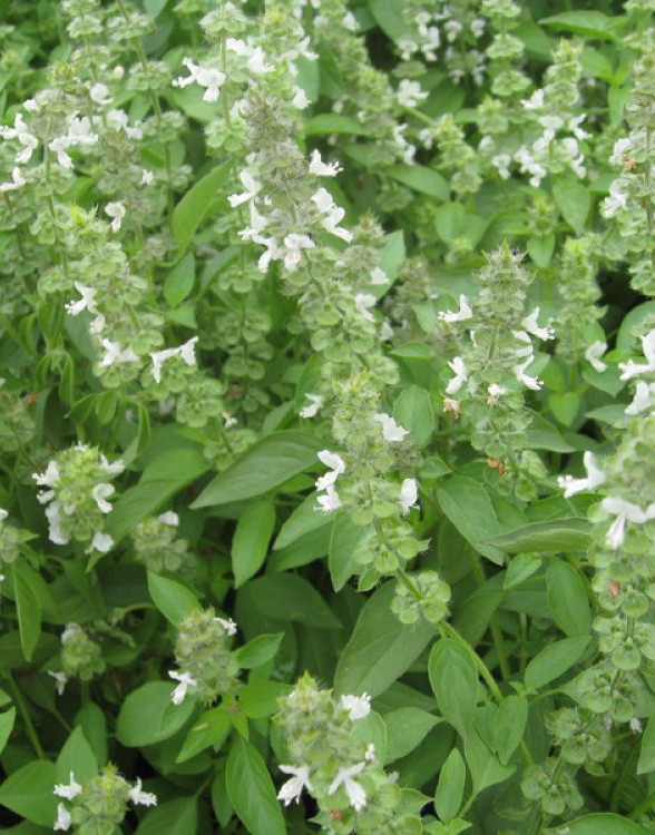 Busuioc lamaie (1 gr) seminte Plante Medicinale Busuioc cu aroma de Lamaie, Opal