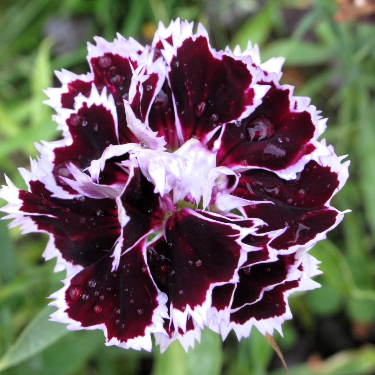Chianti (0,1 gr) seminte Garofite Chinezesti flori parfumate, culoare negru-cires cu margini albe, Toraf