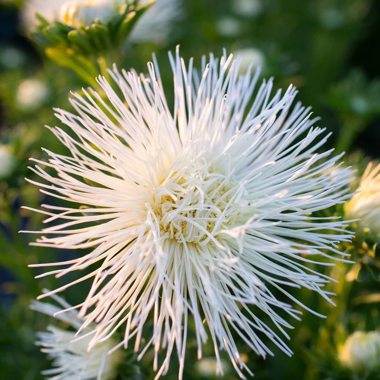 China Aster Unicum white (220 seminte) Ochiul Boului flori albe, petale ascutite, Seklos