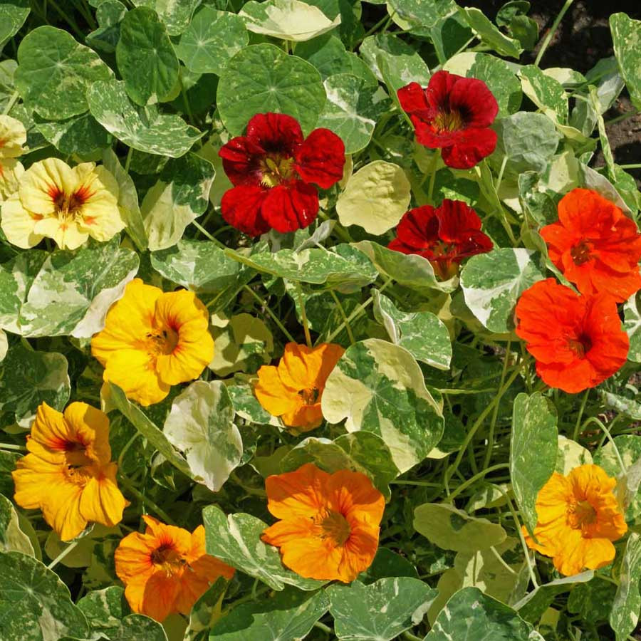 Condurul Doamnei Alaska (2 gr) seminte Tropaeolum nanum Alaska, frunze decorative verde cu alb, Opal