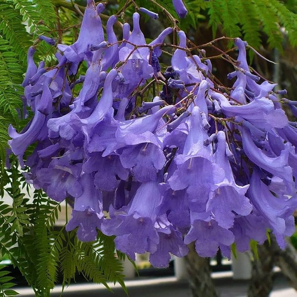 Copacul Violet Jacaranda (50 seminte) Jacaranda mimosifolia, flori clopotei violet, parfumate, Saflax