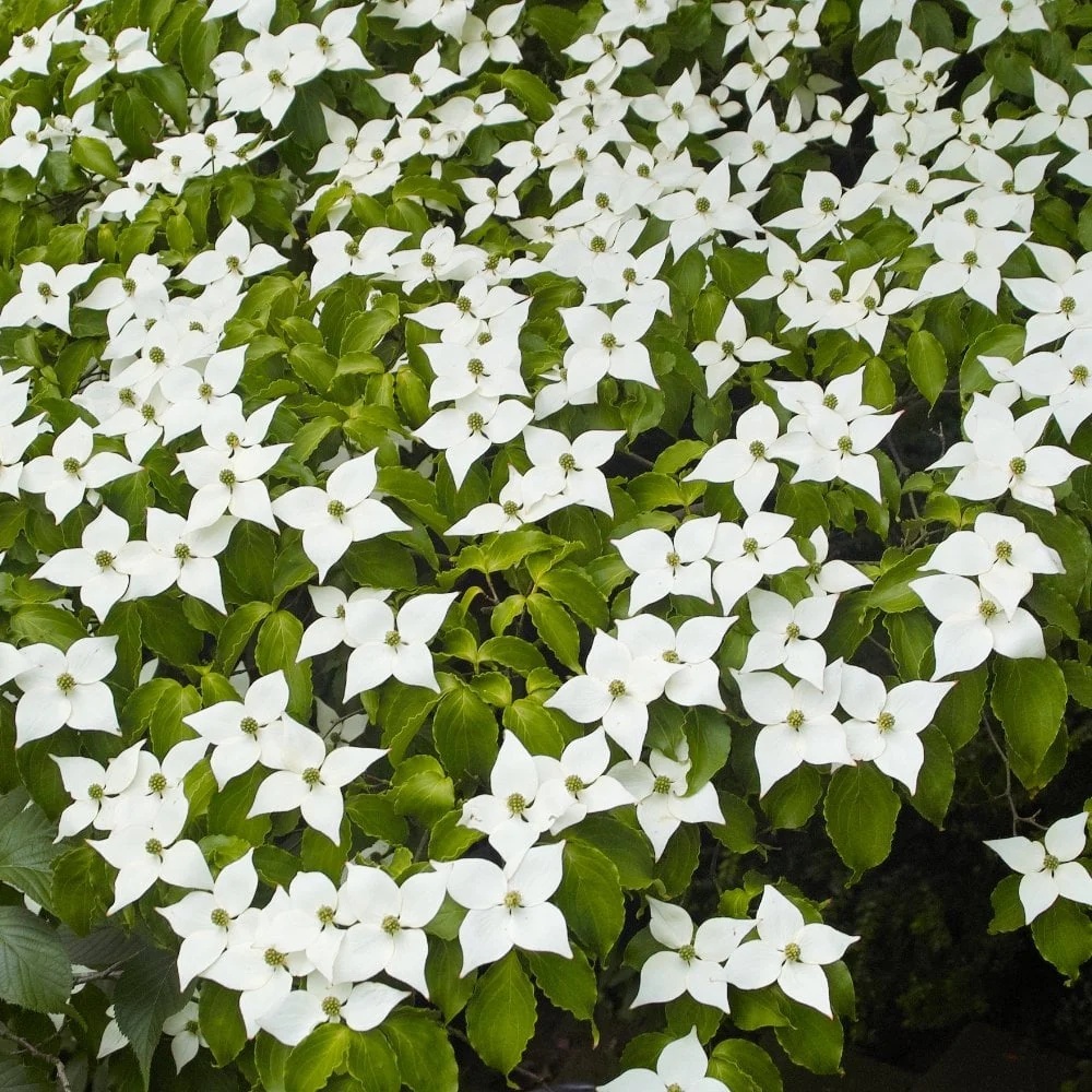 Corn Chinezesc (30 seminte) Chinese Dogwood - Cornus kousa var. chinensis, arbore cu frunze decorative, flori mari alb-galbui, fructe comestibile,