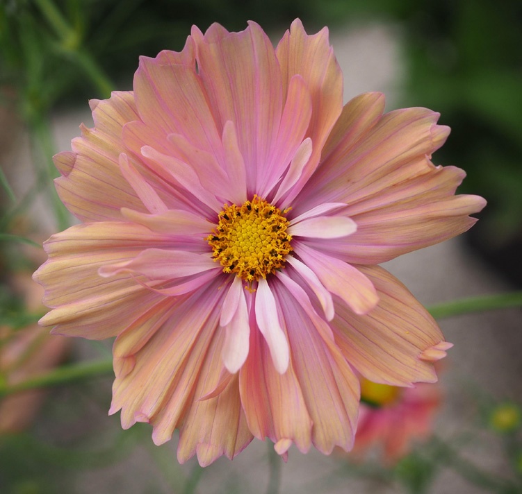 Cosmos Apricotta (20 seminte) Mararite flori deosebite roz-piersica, inflorire abundenta, Seklos