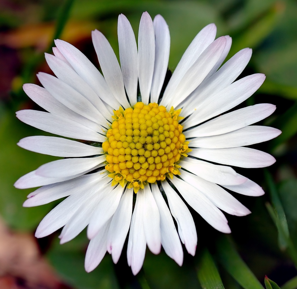 Daisy White (1200 seminte) Banutei flori albe, Seklos