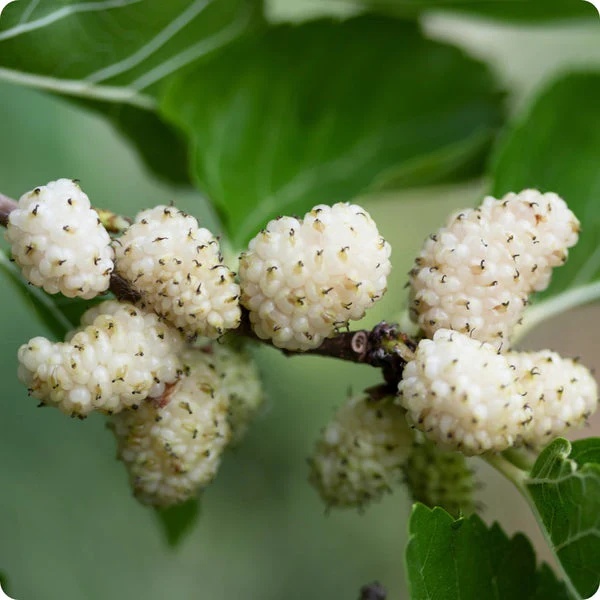 Dud Alb (200 seminte) White Mulberry - Morus alba, pom fructifer si decorativ, usor de ingrijit, Saflax