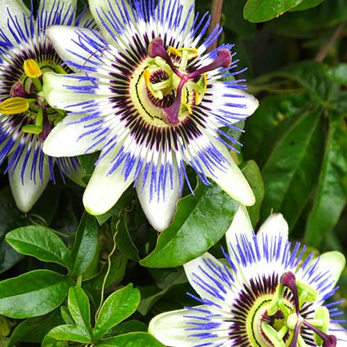 Floarea pasiunii (3 seminte) planta perena urcatoare deosebita, Agrosem
