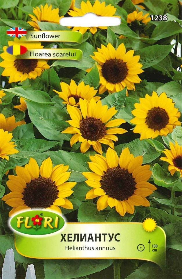 Floarea Soarelui Orange - Seminte Flori Floarea Soarelui Orange de la Florian
