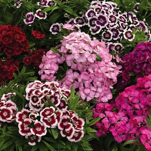 Garofite de gradina inalte mix (1 g), Agrosel