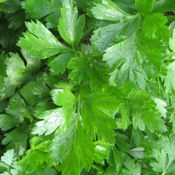 Gigante d'Italia BIO (1000 seminte) patrunjel BIO, frunze netede, mari, aromate, Seklos