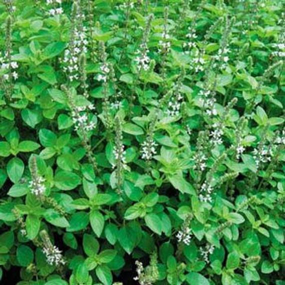 Magheran (0.4 gr) seminte de maghiran, planta aromatica pentru condimentarea alimentelor, Agrosem