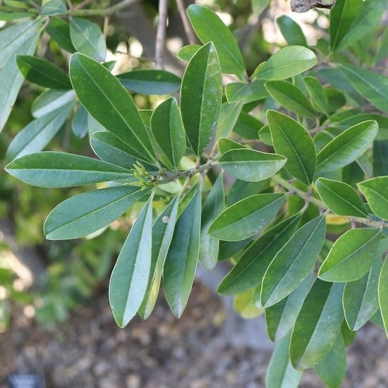 Mate (10 seminte) Yerba Mate - Ilex paraguariensis, planta medicinala cu rol antiinflamator, antioxidant, Saflax