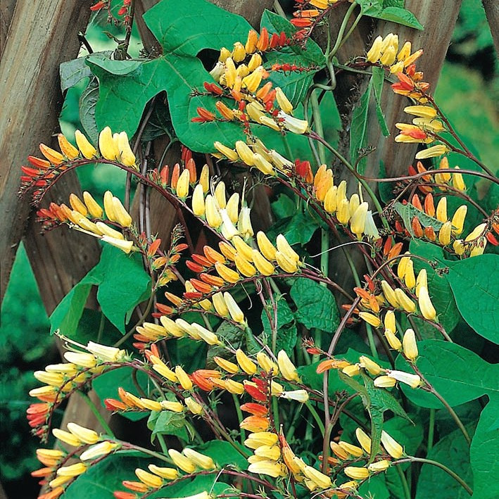 Mina lobata (0.5 grame) seminte de flori urcatoare pentru decorarea teraselor, Opal