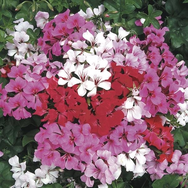 Muscata curgatoare Mixed - Seminte flori curgatoare Planta Perena de la Opal