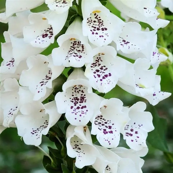 Naparstnica Purpurowa Biala (0.2 gr) seminte Degetel Alb flori spectaculoase, albe cu pete violet, Toraf