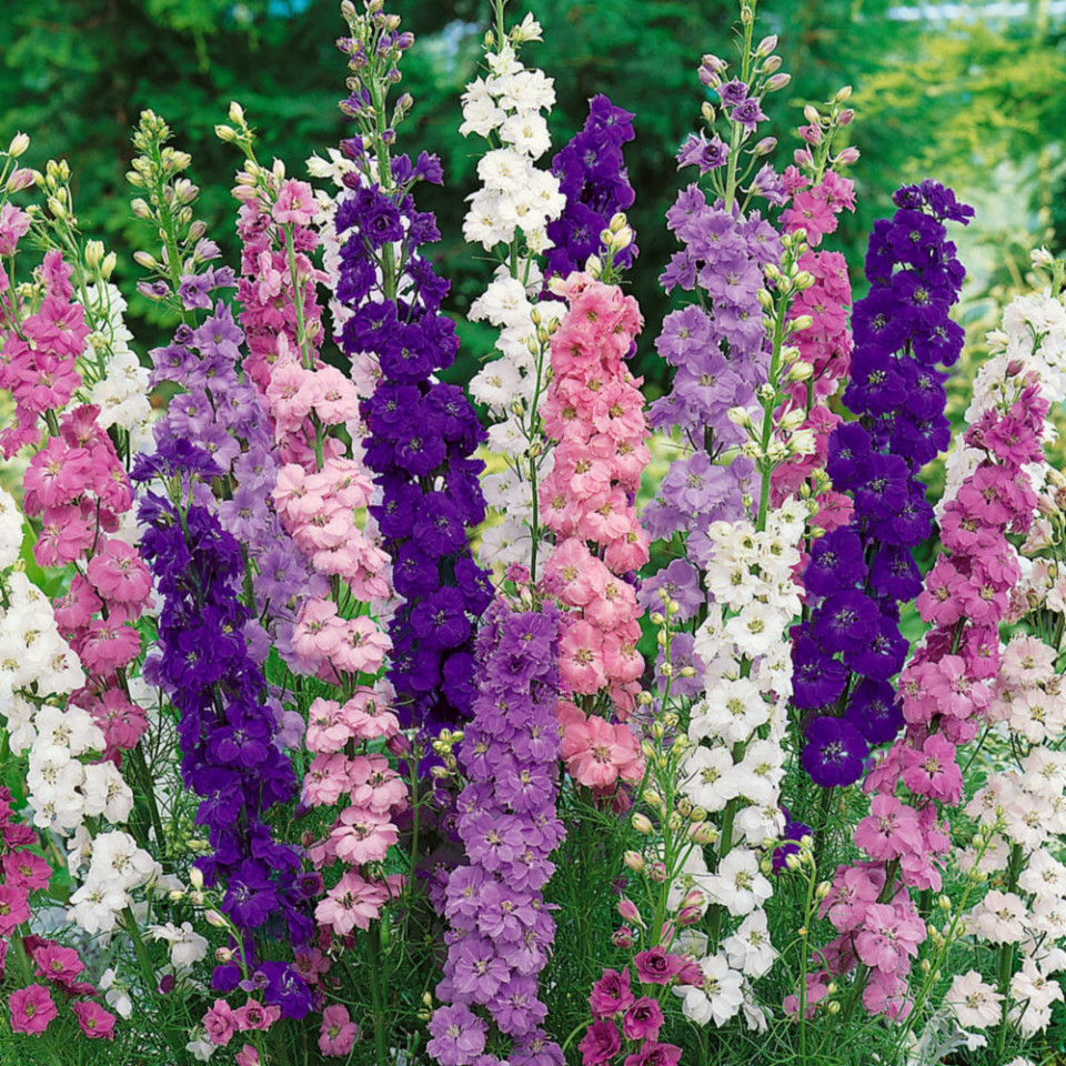 Nemtisor Mix Delphinium (40 seminte) cu flori elegante, in culori vii, sa salvam albinele, Laktofol