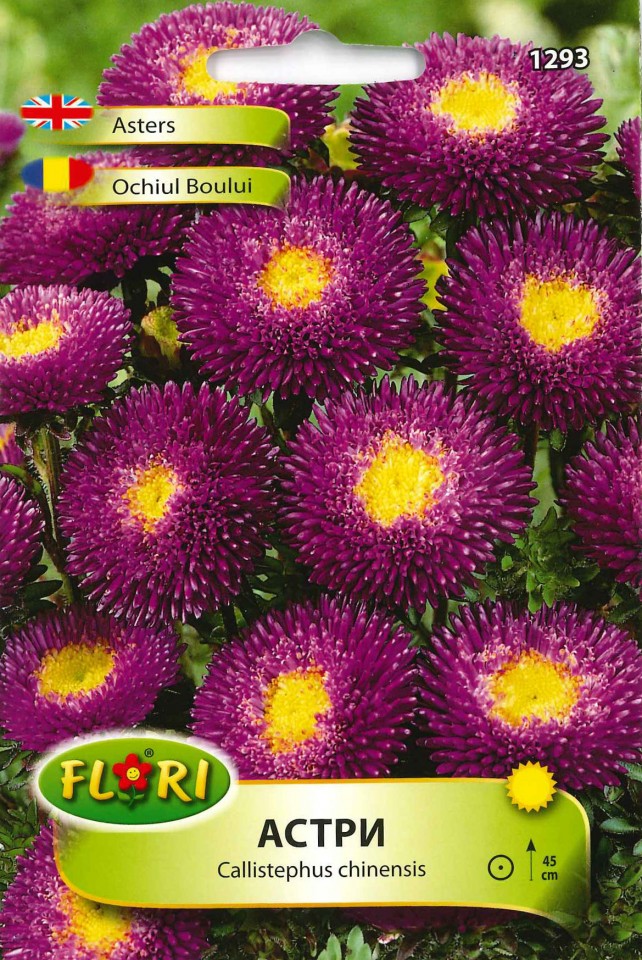Ochiul Boului mov cu galben (150 seminte) Ochiul Boului bicolor, Florian