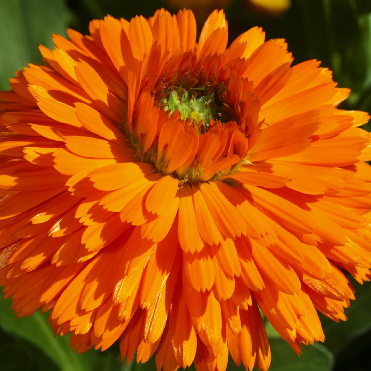 Orange Gitana (200 seminte) Galbenele de ghiveci flori portocalii, Seklos