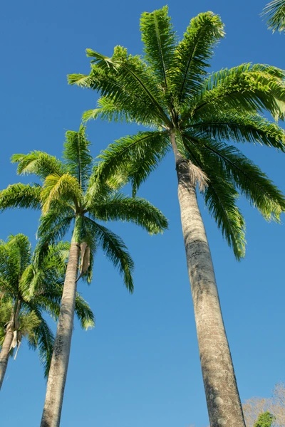 Palmier Regal Cubanez (8 seminte) Cuban Royal Palm - Roystonia Regia, coroana inalta, frunze elegante, Saflax