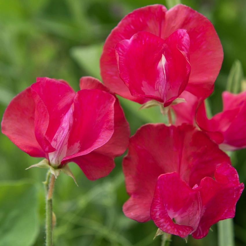 Perfume Millennium (20 seminte) Sangele Voinicului catarator, parfumat, culoare roz purpuriu-rosu, Seklos