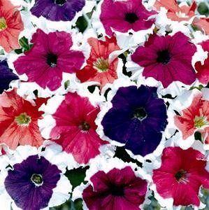 Petunia Hibrid Picotee Cascade (240 seminte) Petunia flori mari, petale colorate cu margini albe, Florian