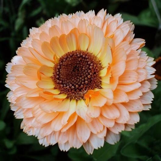 Pink Surprise (200 seminte) Galbenele de ghiveci, flori rozalii-orange, Seklos