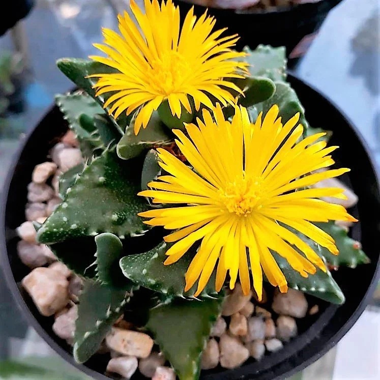 Planta suculenta Falci de Tigru (40 seminte) Tiger Jaw - Faucaria tigrina, frunze carnoase cu spini moi, Saflax