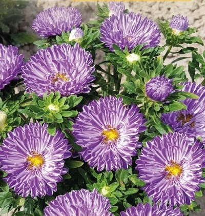 Ribbon Blue (0,5 gr) seminte Crizantema Aster pitica, flori albastre-violet cu alb, Toraf