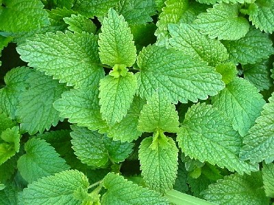 Roinita (0.4 gr) seminte planta aromatica lamaita, Florian