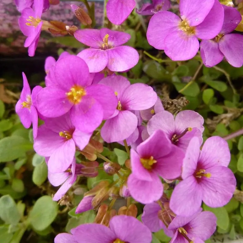 Rosea Alpine Rockcress (850 seminte) flori roz, perene, formeaza covor de flori, Seklos