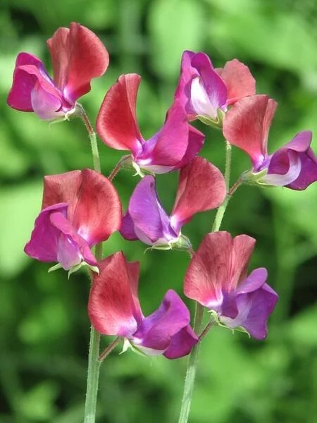 Sangele Voinicului Purple Pimpernel (3 gr) seminte Lathyrus odoratus cataratoare, parfumata, flori purpurii, Legutko