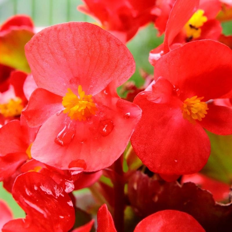 Skalka F1 (50 seminte) Begonia semperflorens hybrid flori rosii, rezistente, Sekluva