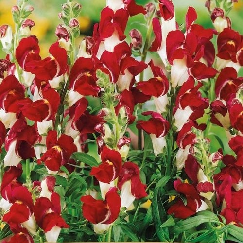 Snapdragon Night & Day (0.6 gr) seminte Gura Leului flori bogate, albe-rosii, Legutko