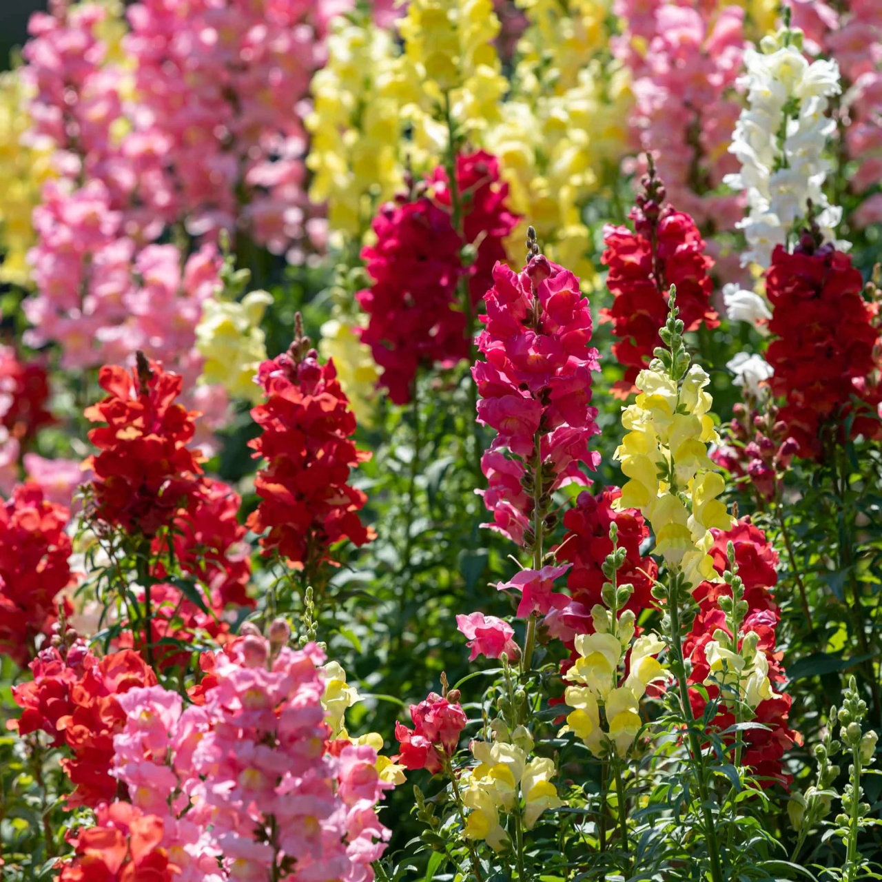Snapdragon Rainbow (3500 seminte) Gura Leului flori bogate, multicolore, Seklos