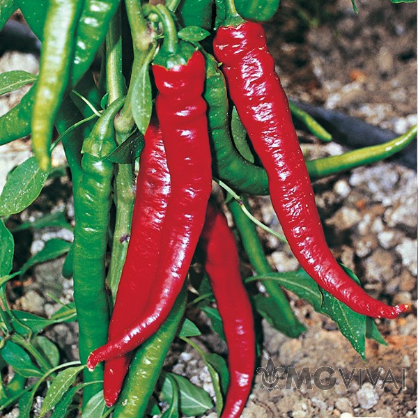Sora (1 gr) Ardei dulce Corno di Capra, soi productiv fructe mari, rosu intens, ChemyFarm