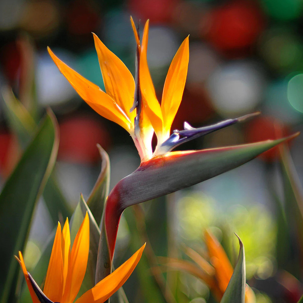 Strelitzia (5 seminte), planta ornamentala Pasarea Paradisului, Toraf