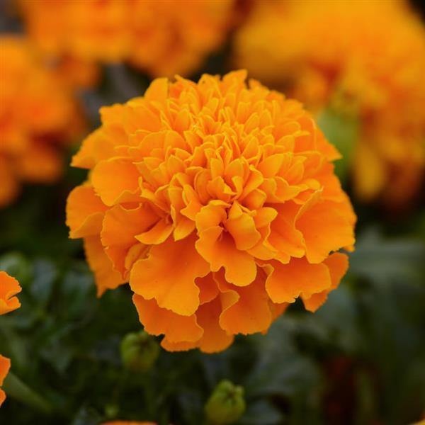Tangerine (300 seminte) Craite Frantuzesti flori portocalii, inflorire abundenta, Seklos