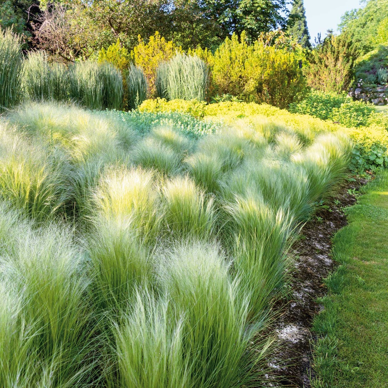 Angel Hair (700 seminte), iarba decorativa perena Mexican Feather Grass, Seklos