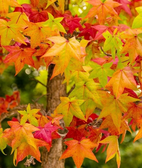 Arbore de Guma (100 seminte) American Sweet Gum - Liquidambar styraciflua, frunze culori schimbatoare, extrem de decorativ, Saflax