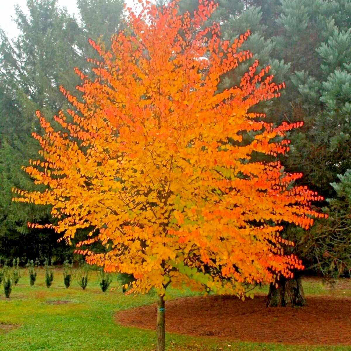 Arbore Japonez de Turta Dulce (200 seminte) Katsuratree - Cercidiphyllum japonicum, frunze culori schimbatoare, aroma de caramel si scortisoara,