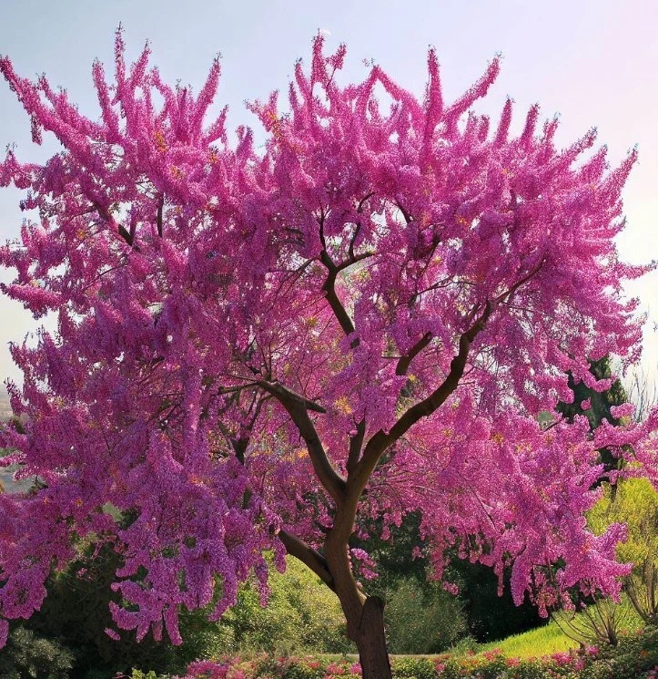 Arborele de Iudeea (60 seminte) Lover's Tree - Cercis siliquastrum, arbore decorativ cu frunze in forma de inima si flori roz, Saflax