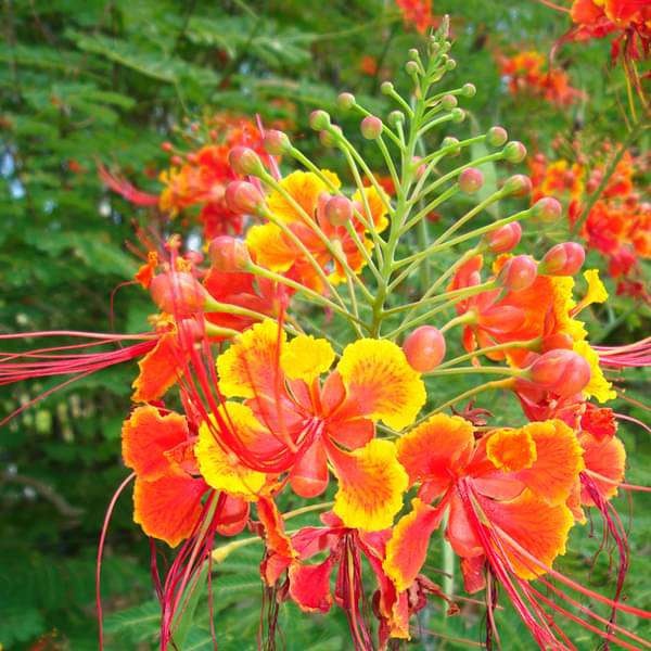 Arbustul Paun (10 seminte) Mexican Bird of Paradise - Caesalpinia pulcherrima, flori superbe rosii-portocalii, Saflax