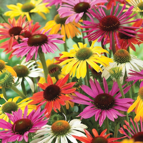 Autumn Beauty (150 seminte) Echinacea perena, flori mari, mix de culori, Seklos