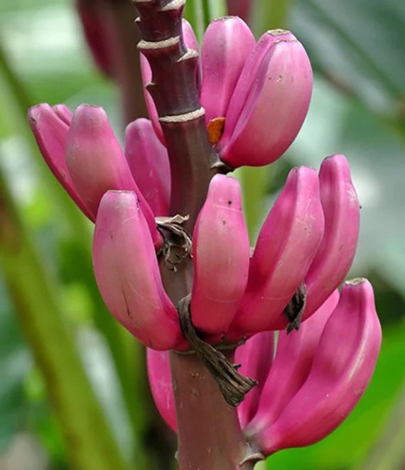 Bananier (8 seminte) Pink Velvet Banana - Musa velutina, produce banane rosii, dulci, Saflax