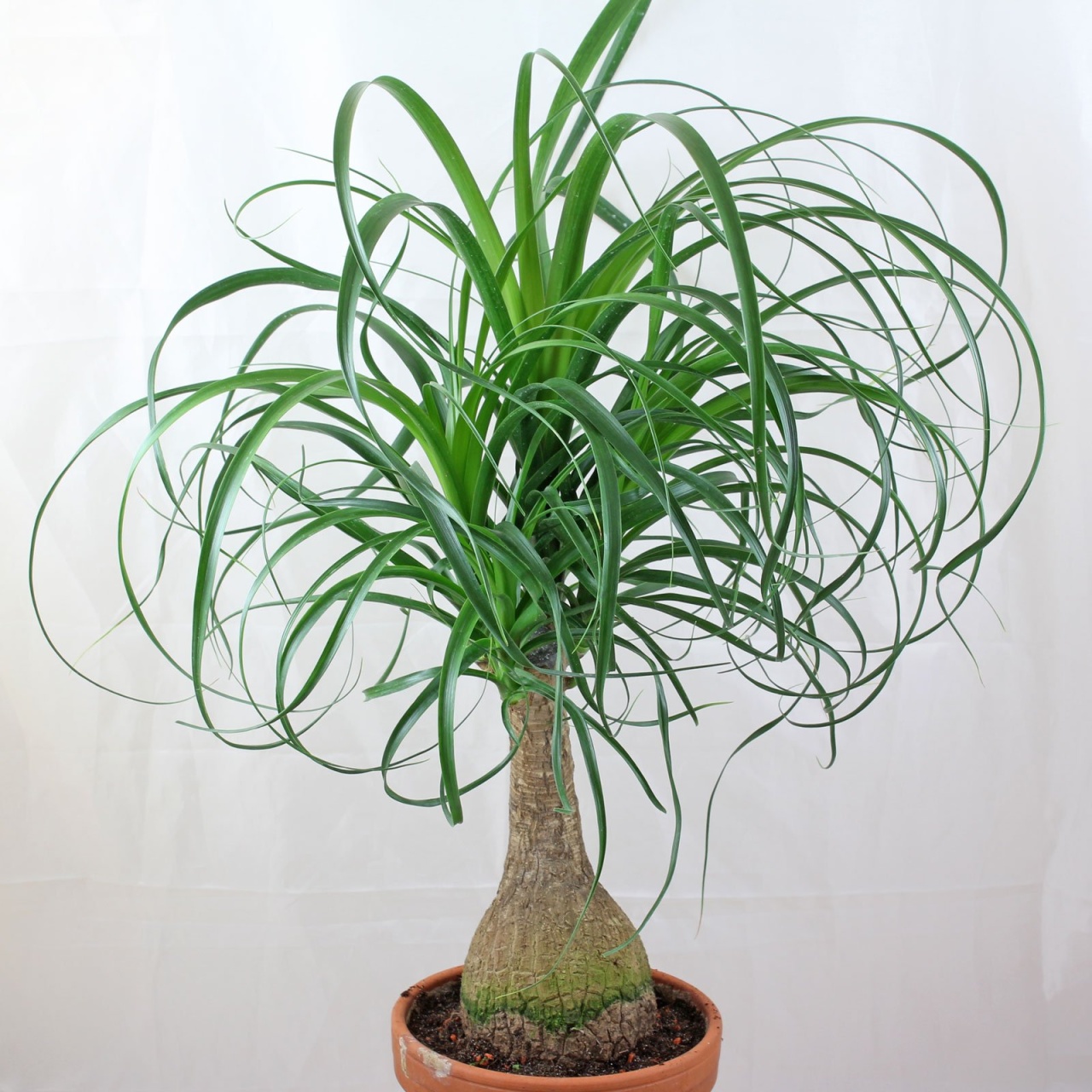 Beaucarnea recurvata (5 seminte) Picior de Elefant, copac interesant, crestere lenta, Toraf
