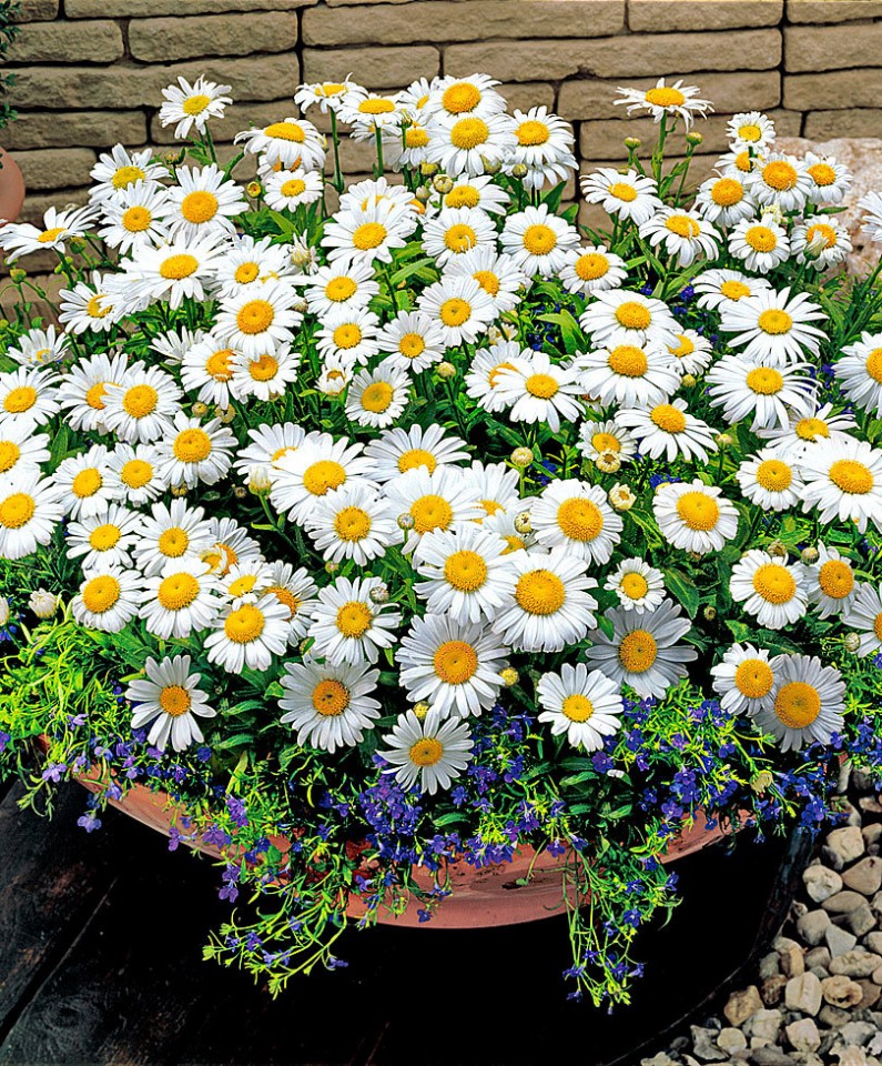 Bee Happy Musetel Medicinal Bio (2000 seminte) Bio de Musetel Medicinal Planta Perena Medicinala, Laktofol