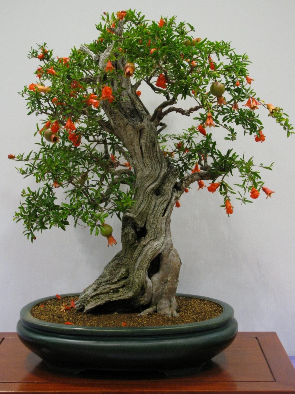 Bonsai Rodie Pitica (50 seminte) Bonsai Dwarf Pomegranate - Punica granatum nana, flori mari clopotei, fructe mici, Saflax