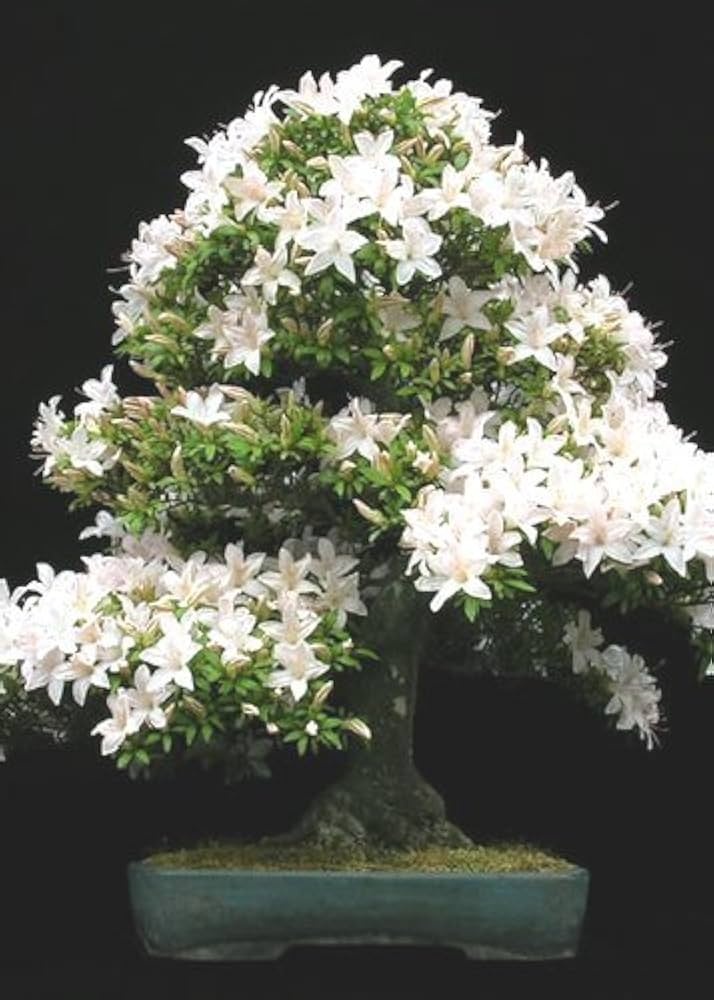 Bonsai Visin Turcesc (30 seminte) Bonsai Mahaleb Cherry - Prunus mahaleb, flori albe, parfumate, lemn parfumat, Saflax