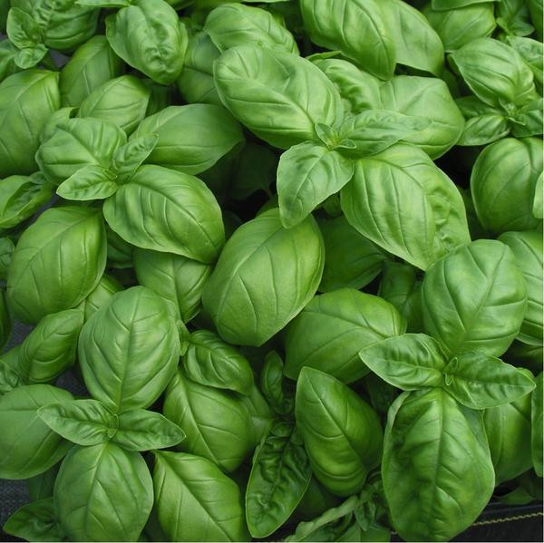 Busuioc frunze mari Italiano Classico (1000 seminte) de busuioc verde clasic italian
