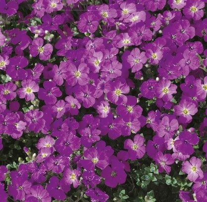 Cascade Purple (200 seminte) Aubrieta Hybrid flori mici mov, plante perene acoperitoare de sol, Seklos