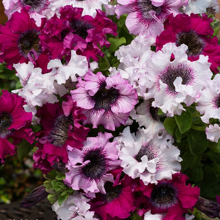 Cerny's Triumph (20 seminte) Petunia Grandiflora, inflorire abundenta, flori mari, gofrate, diverse culori, Seklos